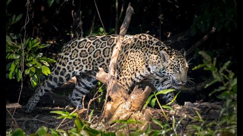 Brazil Pantanal & Amazon Wildlife Safari | Pantanal, Wildlife safari ...