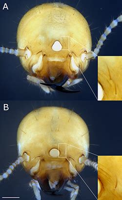 Termite Types - Fort Lauderdale Research and Education Center - University of Florida, Institute ...