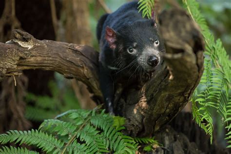 Tasmanian devil, facts and photos - lababdar.com.au