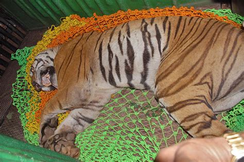 Incident of a Man-Eating Tiger in Nagarahole, Karnataka | Conservation ...