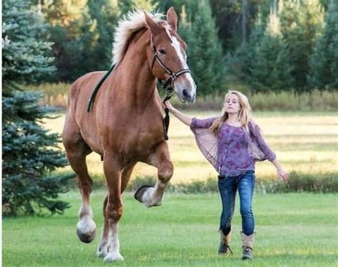 The world's tallest horse, Big Jack, has died at a height of 8 feet and 10 inches | 24x7 ...