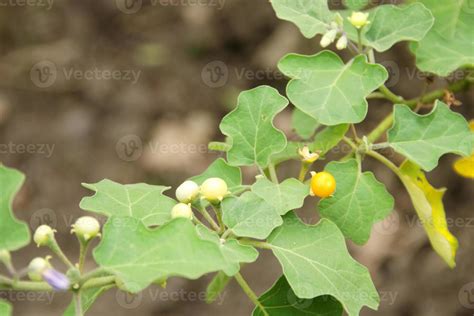 rama con hojas y joven frutas frutos morados guisante berenjena. otro ...