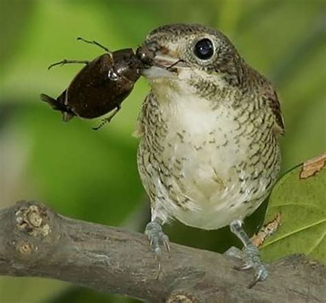 Do Birds Eat Beetles?