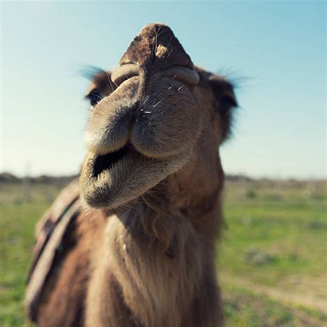 Best Camel Teeth Stock Photos, Pictures & Royalty-Free Images - iStock