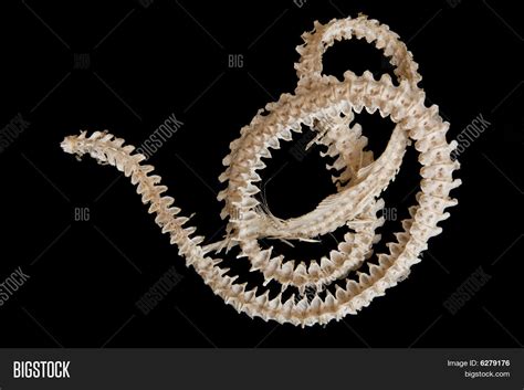 Eel Skeleton