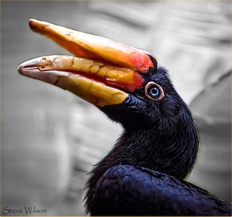 Rhinoceros Hornbill portrait | Rhinoceros Hornbill Scientifi… | Flickr