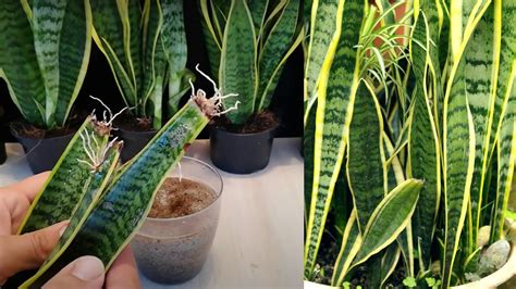 Sansevieria o lengua de vaca, la planta de ornato que lo cura todo - PorEsto