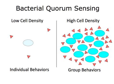 Quorum Sensing | MMG 233 2014 Genetics & Genomics Wiki | FANDOM powered by Wikia