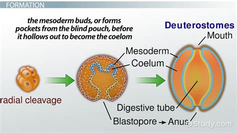 Coelom | Definition, Functions & Types - Lesson | Study.com