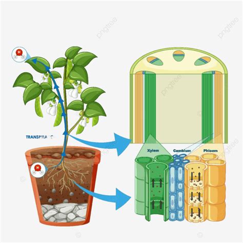 Diagram Showing Plant Cohesion Vehicle Clip Art Pericycle Vector, Vehicle, Clip Art, Pericycle ...