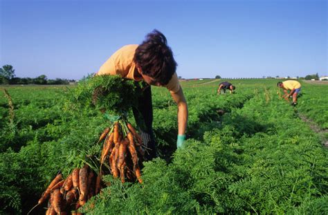 Farm Hand: What Is It? and How to Become One?