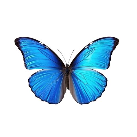 Blue Butterfly Cute, Cute, Butterfly, Blue PNG Transparent Image and Clipart for Free Download