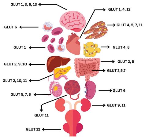 Molecular Structure, Biochemical Functions, Genetics, and Emerging Clinical Relevance of Glucose ...