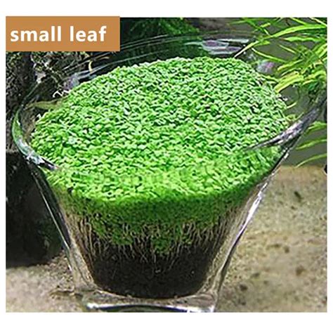 Aliexpress.com : Buy 2pcs Aquarium Plant Seeds Aquatic Water Grass Decor Seeds Easy Planting ...