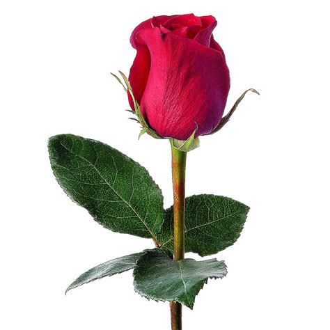 Free Red Rosebud Cliparts, Download Free Red Rosebud Cliparts png images, Free ClipArts on ...