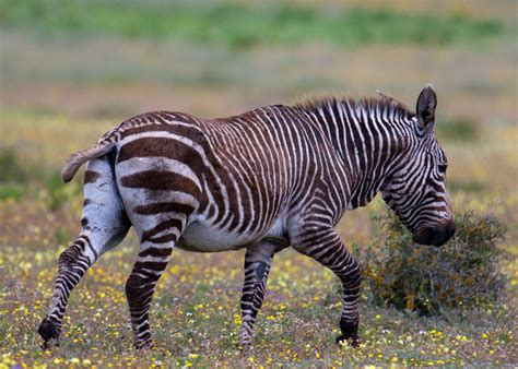 Cape Mountain Zebra – only in africa