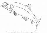 Rainbow Trout Coloring Pages sketch template