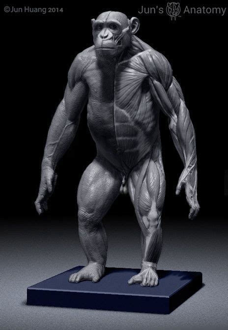 Chimpanzee Anatomy Model 1/6th scale | Elephant anatomy, Animal anatomy, Anatomy