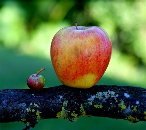 The 9 Largest Fruits in the World - A-Z Animals