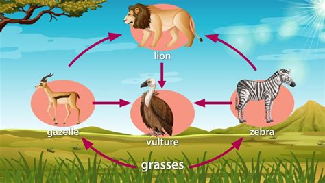 Lion food web Stock Video Footage - 4K and HD Video Clips | Shutterstock