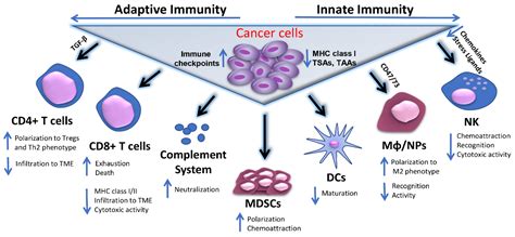 Cells | Free Full-Text | Long Non-Coding RNAs (lncRNAs) in Response and Resistance to Cancer ...