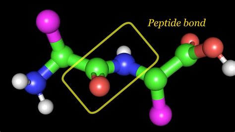 Peptide bond, Dihedral angles and Ramachandran plot - YouTube