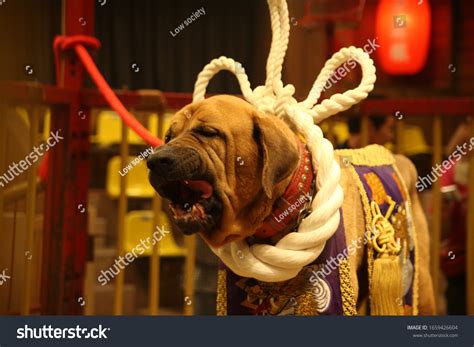 Japanese Tosa Inu Fighting Dog Stock Photo 1659426604 | Shutterstock