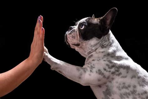 Successful French Bulldog Training Tips (The Ultimate Guide) | Dog Advisory Council