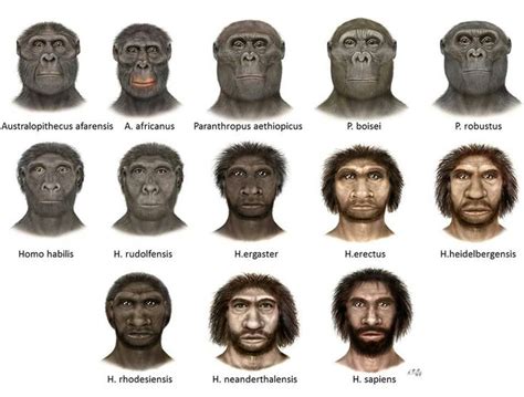 Human evolution | Human evolution, Human evolution tree, Evolution