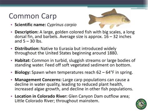 File:Common Carp.jpg - Glen Canyon Dam AMP