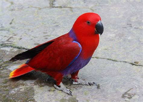 Eclectus Parrot Facts, Behavior, Pet Care, Housing, Pictures