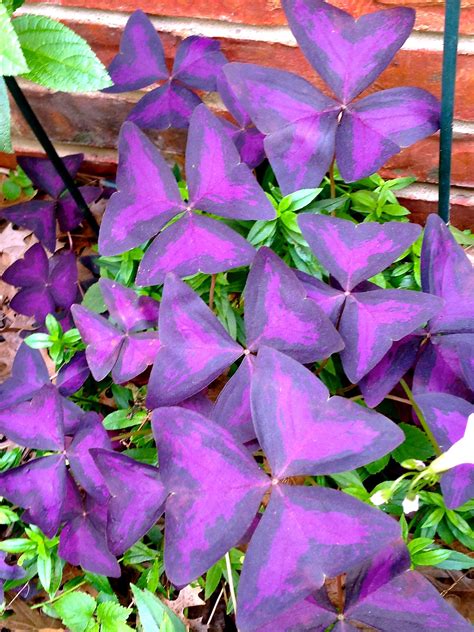 Purple Shamrocks! They come back year after year. #shamrocks, #oxalis, #purple | Purple shamrock ...