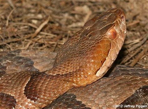 Copperhead (Agkistrodon contortrix)