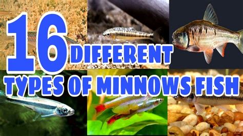 Types of Minnows Fish | Prathmesh aquatics - YouTube