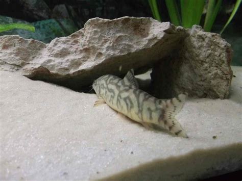 Keeping Yoyo Loaches: Size, Care, and Ideal Tank Conditions