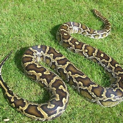 Burmese python – Invasive Species South Africa