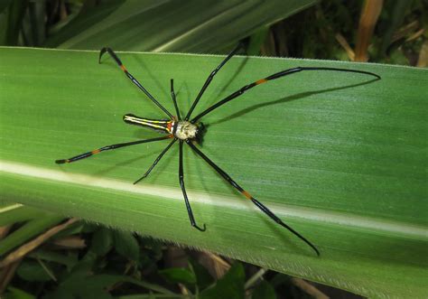 Giant Golden Orbweaver (Nephila pilipes) - Bali Wildlife