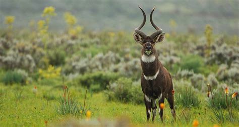 Bale Mountains National Park | Aspire Ethiopia Tours