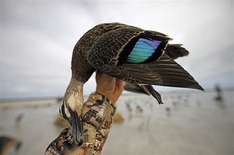 AUSTRALIA DUCK HUNTING - Ramsey Russell's GetDucks.com