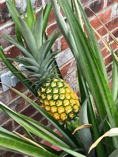 Pineapple harvest | Pineapple, Harvest, Fruit