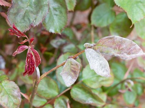 Problems With Roses: Common Diseases For Rose Bushes