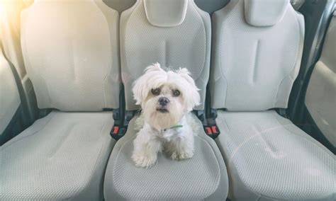 Help Your Dog Stay Calm On Car Rides With These Useful Tips