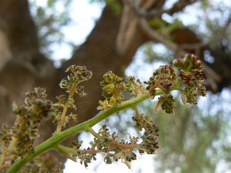 Pistacia atlantica - Biodiversité végétale du sud-ouest marocain