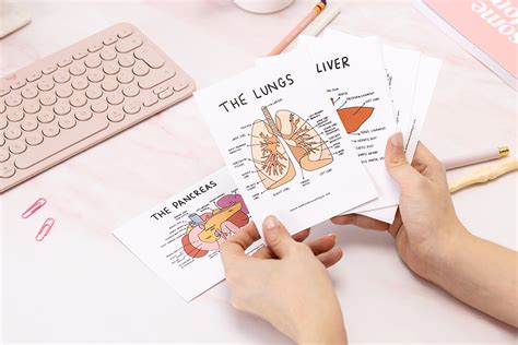 Set of Illustrated Anatomical Organ Flashcards A6 // Revision, Set, St ...