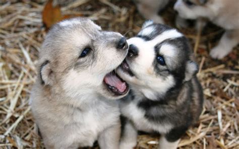 White Wolf : Watch Online Cutest Newborn Siberian Husky Puppies