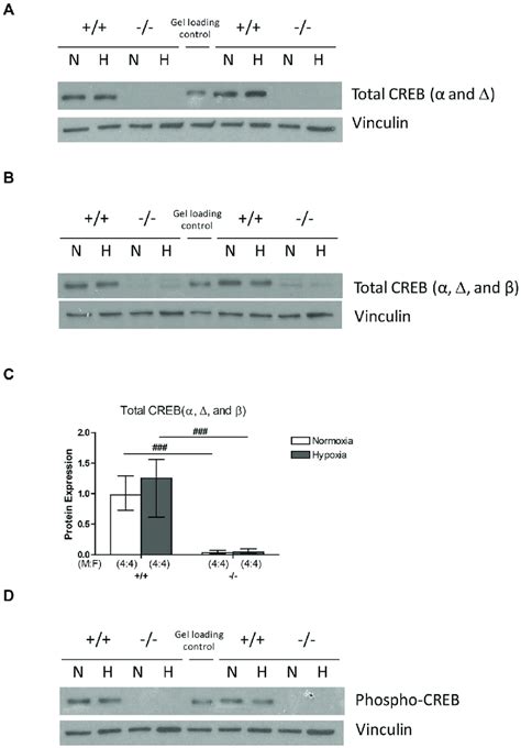 CREB protein in the mouse lung. (A) Representative images of western ...