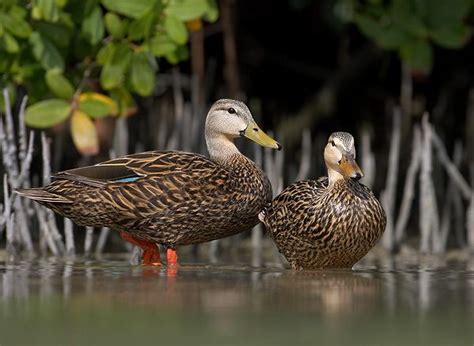 Mottled Duck Facts, Range, Habitat, Reproduction, Diet, IUCN