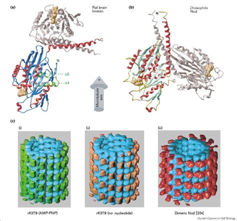 Figure 1 from Structures of kinesin and kinesin-microtubule interactions. | Semantic Scholar