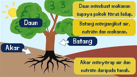 Sains Tahun 1 | Tumbuhan | Akar tunjang & serabut | Batang berkayu | Daun berurat selari ...