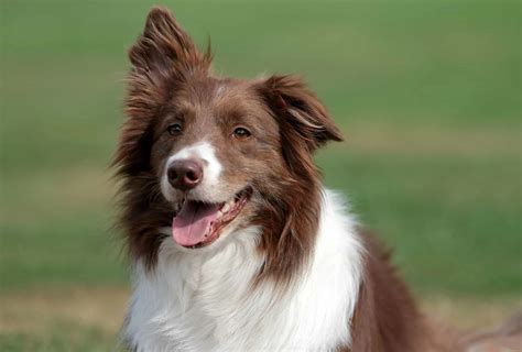 Red Tricolor Border Collie